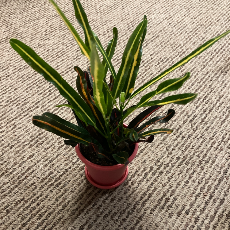 Banana Croton plant in a pink pot on a carpeted floor with green and yellow variegated leaves.