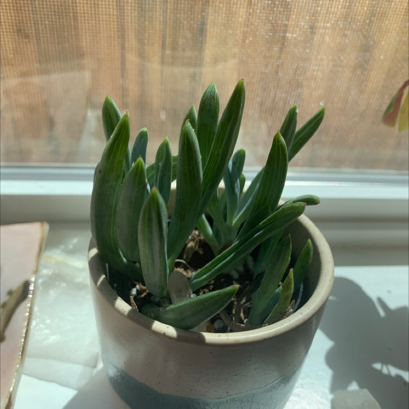 Photo of the plant species Hottentot Fig by @Xraygigi named Gendrillah on Greg, the plant care app