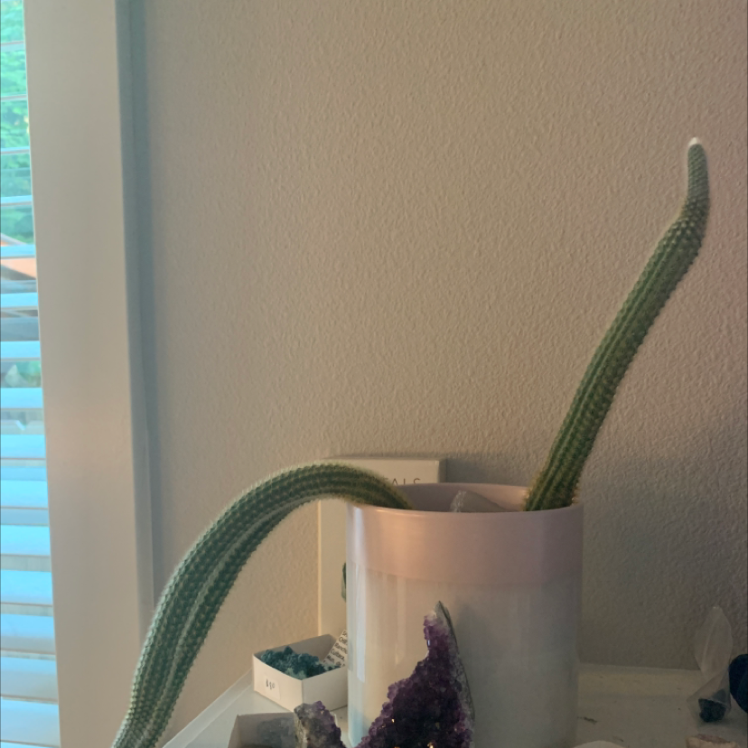 Photo of the plant species Mexican Night-Bloom Cereus by @Xraygigi named Ellas eyebrows BDE on Greg, the plant care app