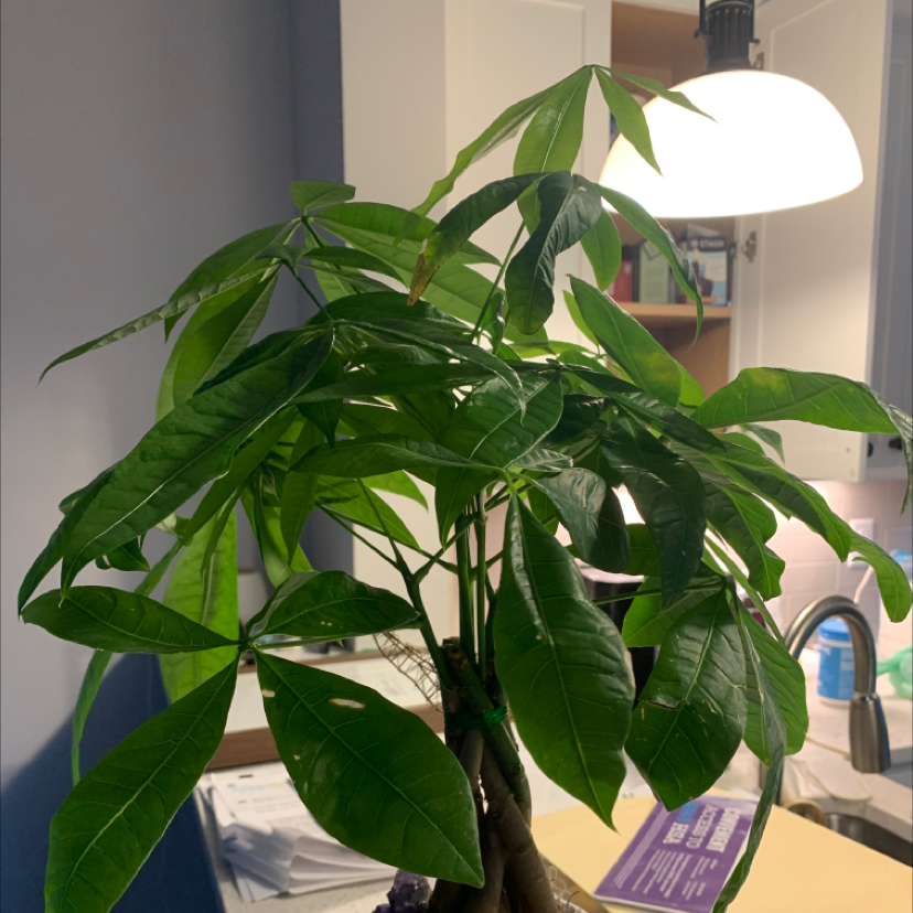 Money Tree plant photo by @Xraygigi named Clarissa show me da money on Greg, the plant care app.