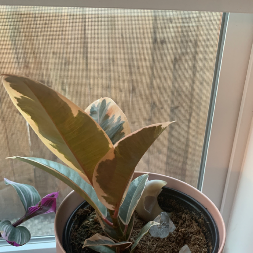 Rubber Plant plant photo by @Xraygigi named Tj pinkerton on Greg, the plant care app.