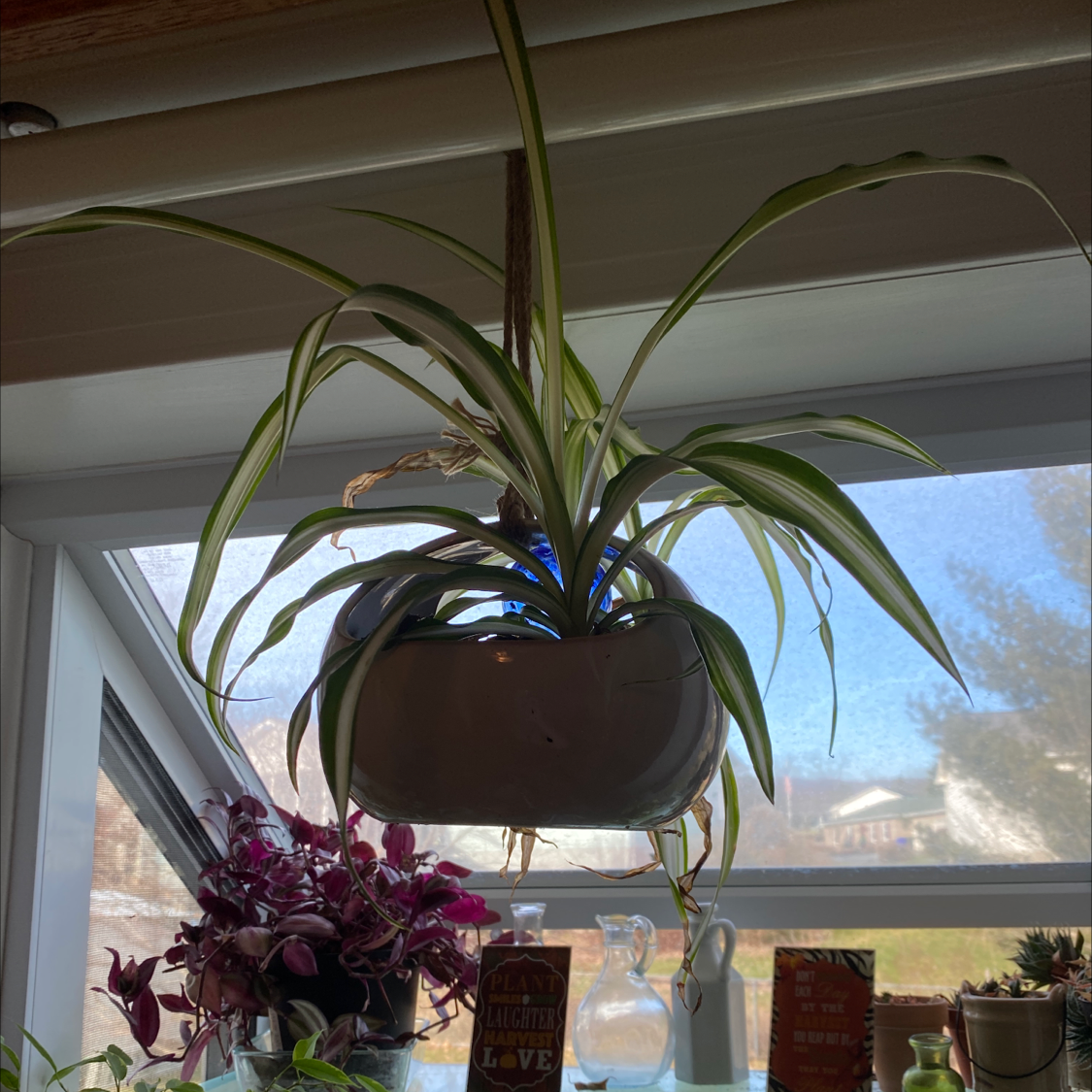 Curly Spider Plant in a hanging pot near a window with other plants in the background.