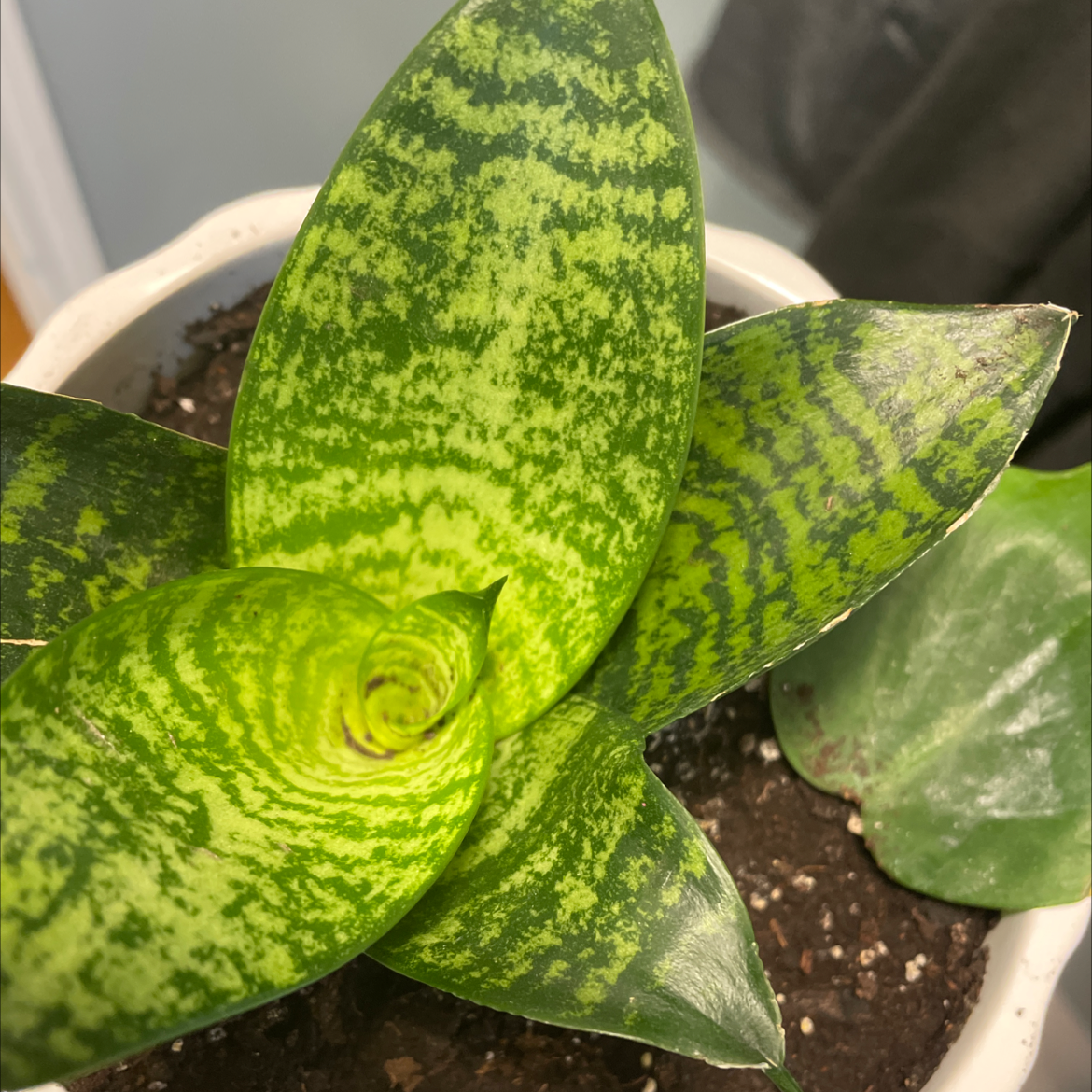 Bird's Nest Snake Plant with vibrant green leaves and visible soil in a pot.