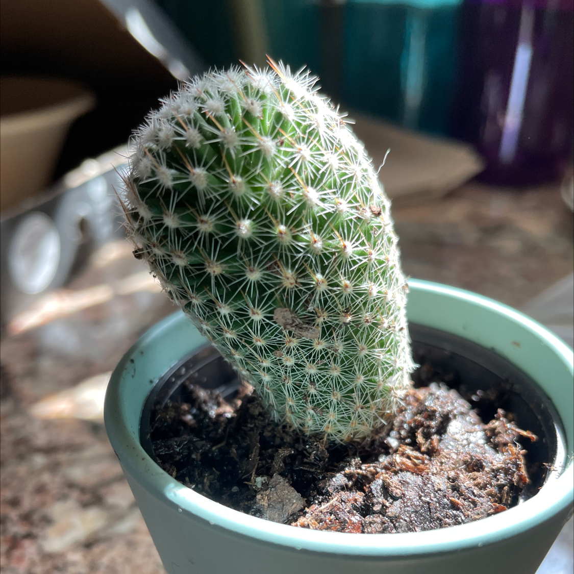 Comb Hedgehog Cactus in a small pot with visible soil, well-framed and in focus.