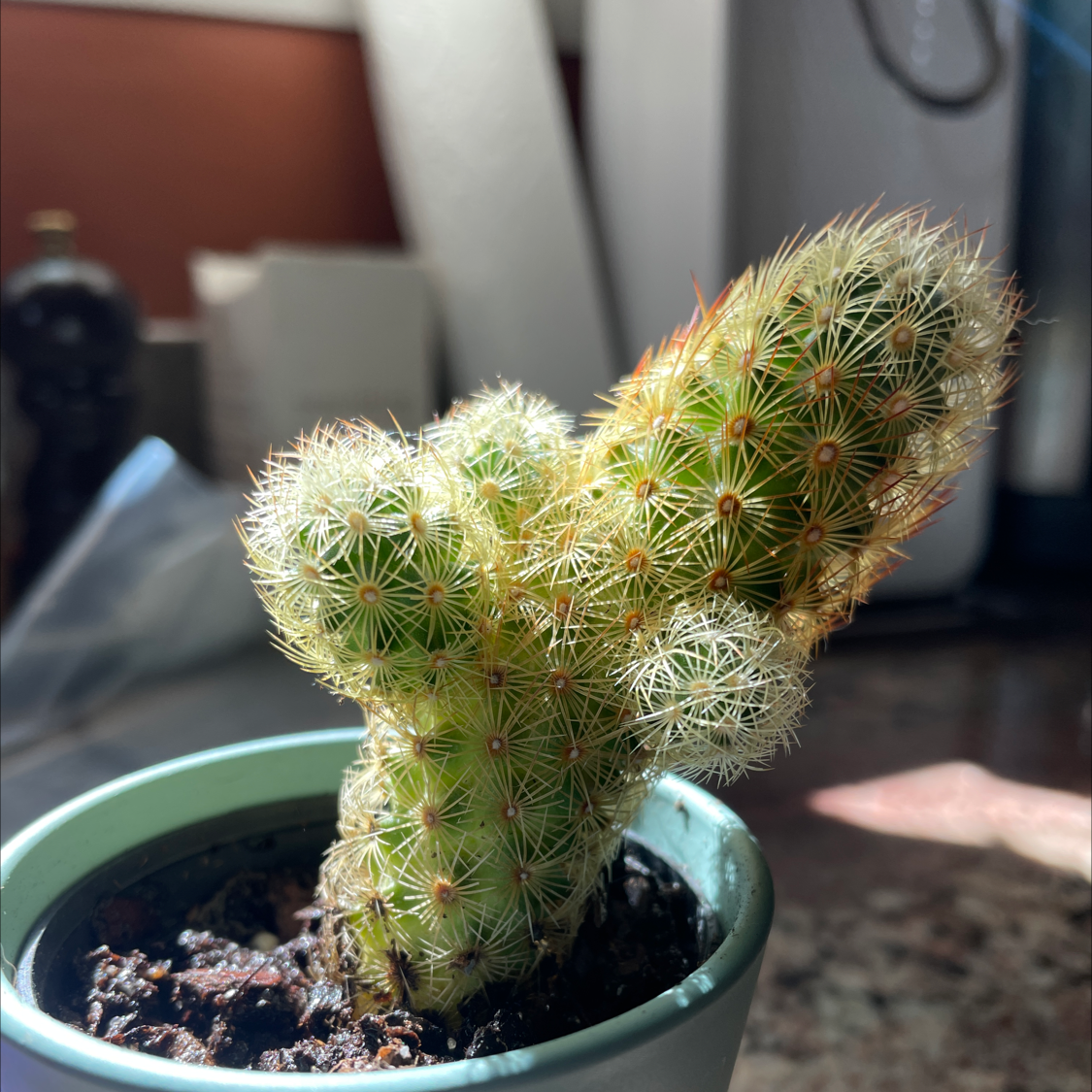 Photo of the plant species Lady Finger Cactus by @Lindentree24 named Joey on Greg, the plant care app