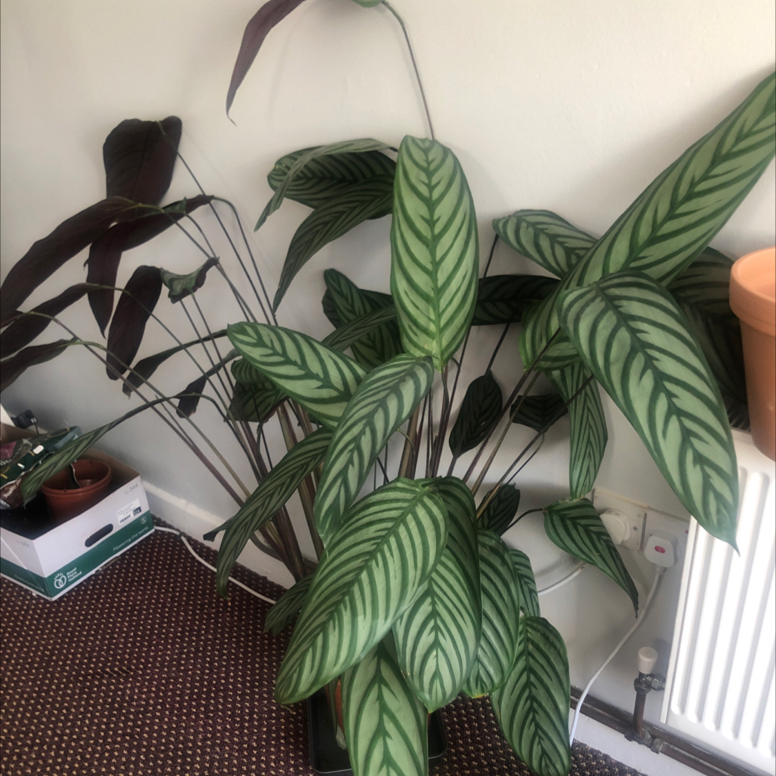 Never Never Ctenanthe plant photo by @coffeereference named Monty on Greg, the plant care app.