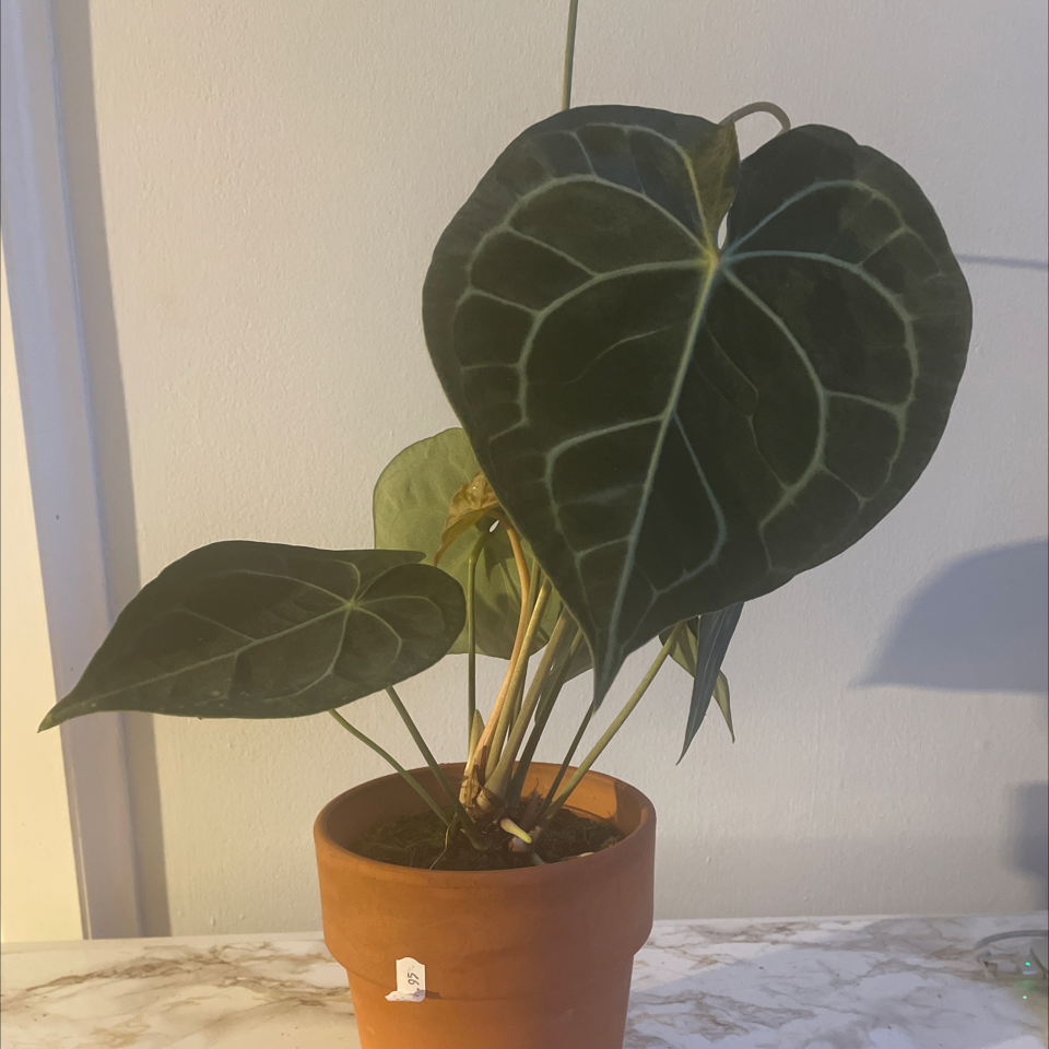 Potted Velvet Cardboard Anthurium with large, dark green leaves and prominent white veins.