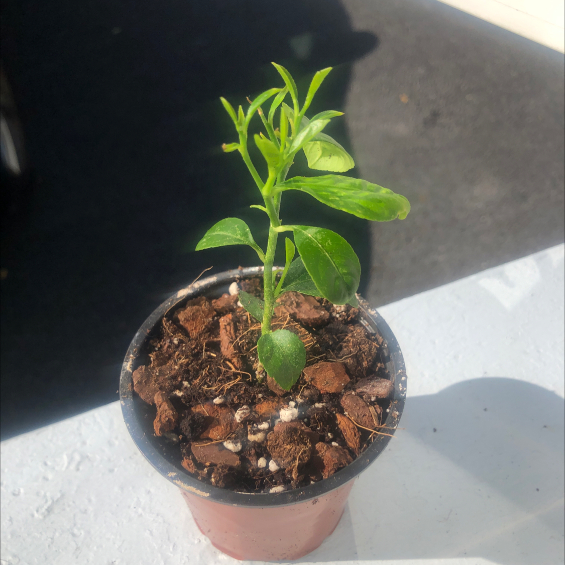 Young lemon plant in a small pot with visible soil, appearing healthy.