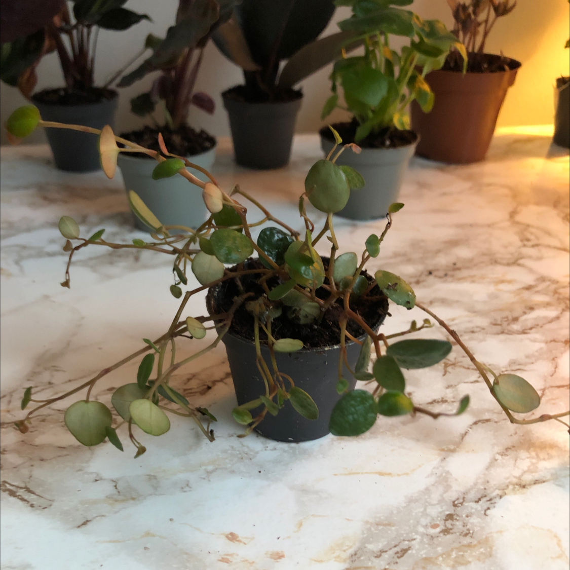 Peperomia 'Pepperspot' plant in a small pot with some yellowing and browning leaves, multiple plants in the background.