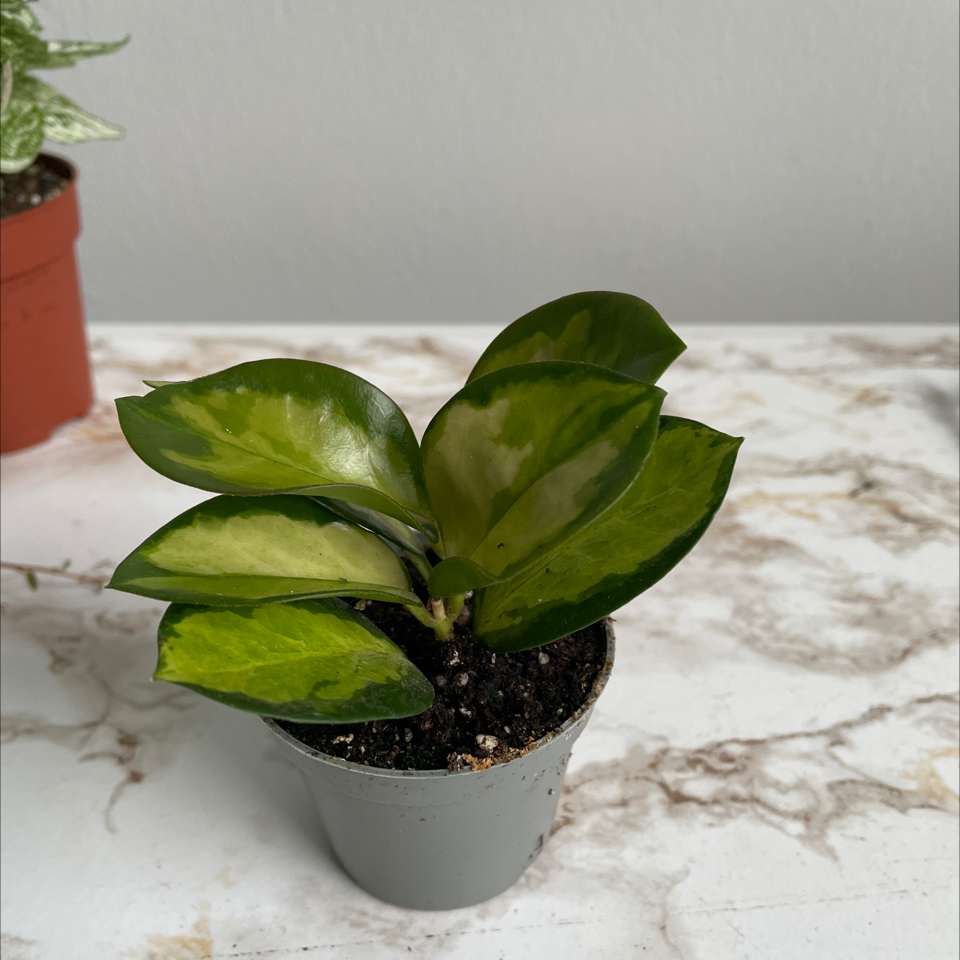 Hoya 'Lisa' plant in a pot with variegated green and yellow leaves.