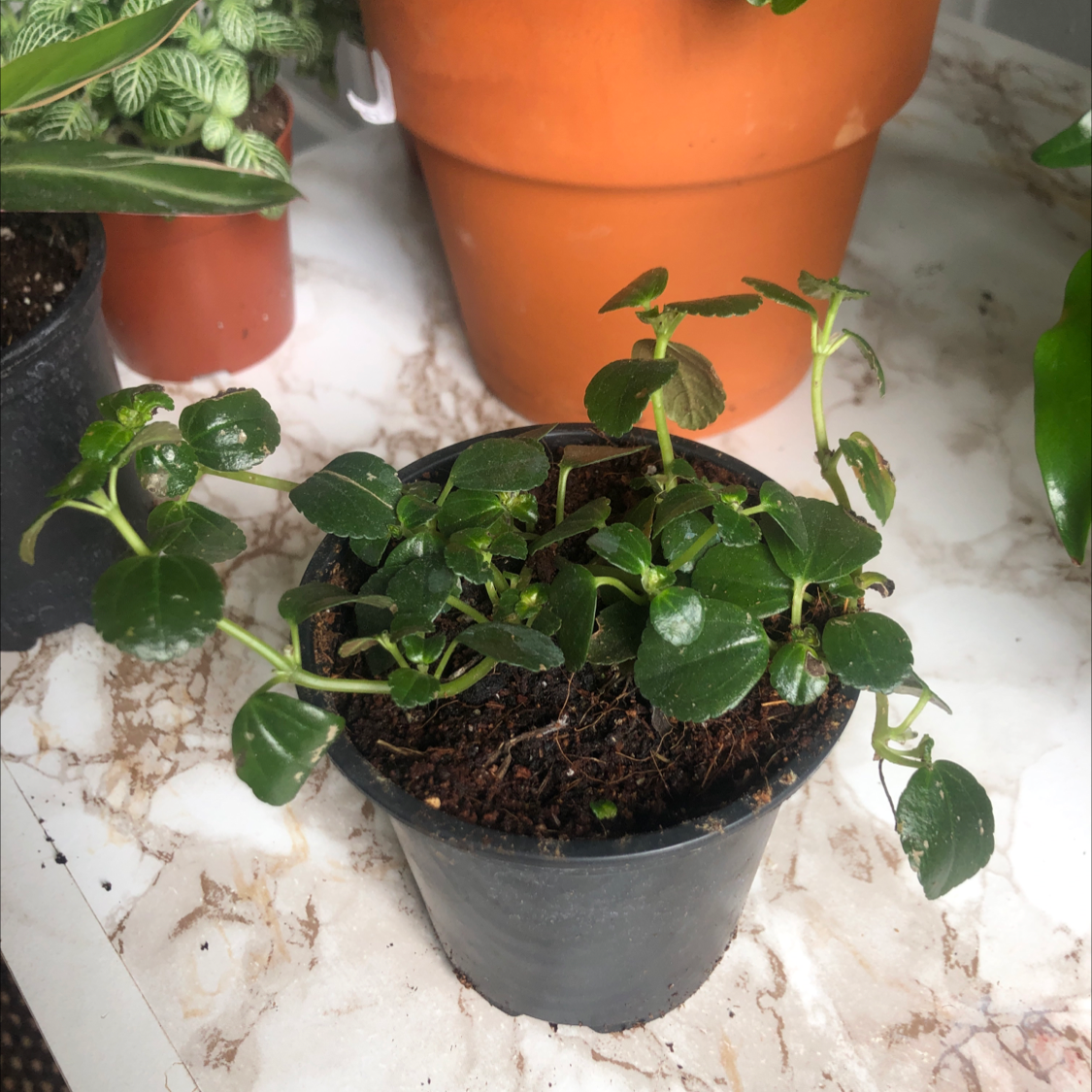 A healthy Pilea Baby Tears plant with small round leaves, planted in a grey pot with dark soil, well-framed against a neutral background.