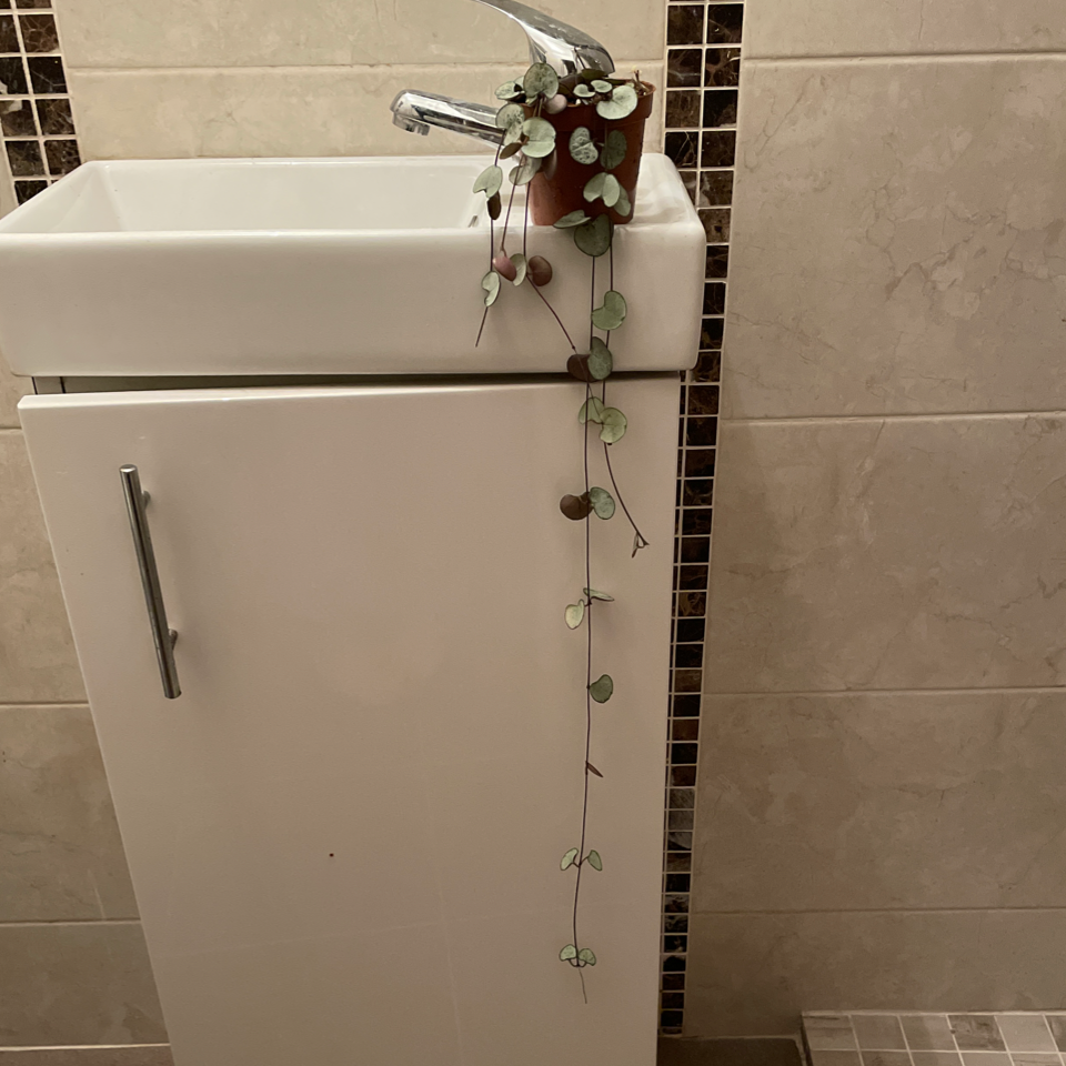 String of Hearts 'Silver Glory' plant on a sink with trailing silver-green heart-shaped leaves.