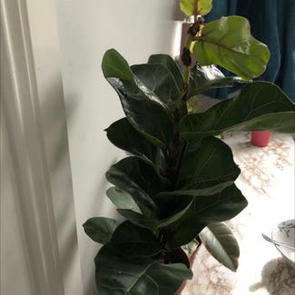 Fiddle Leaf Fig plant in Salthill, County Galway