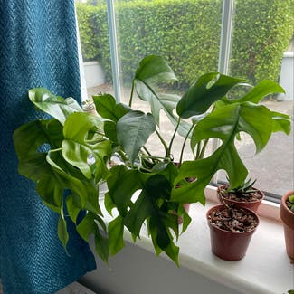 Mini Monstera plant in Salthill, County Galway