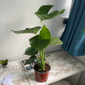 Monstera plant in Salthill, County Galway