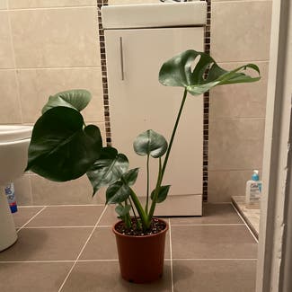 Monstera plant in Salthill, County Galway