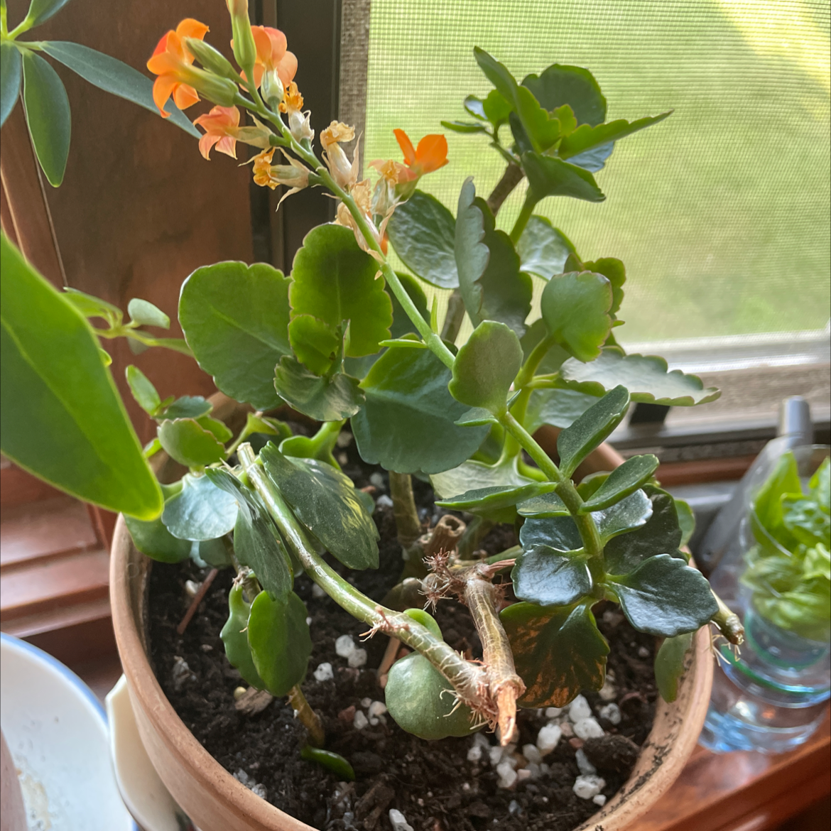Florist Kalanchoe plant photo by @TipswithTiff named Denali on Greg, the plant care app.