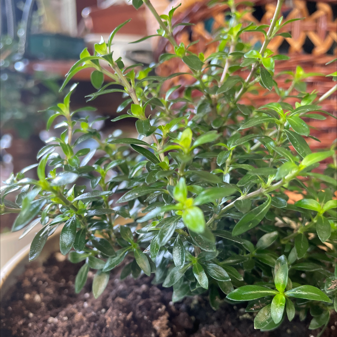 Healthy Snowrose plant with vibrant green leaves in a pot with visible soil.