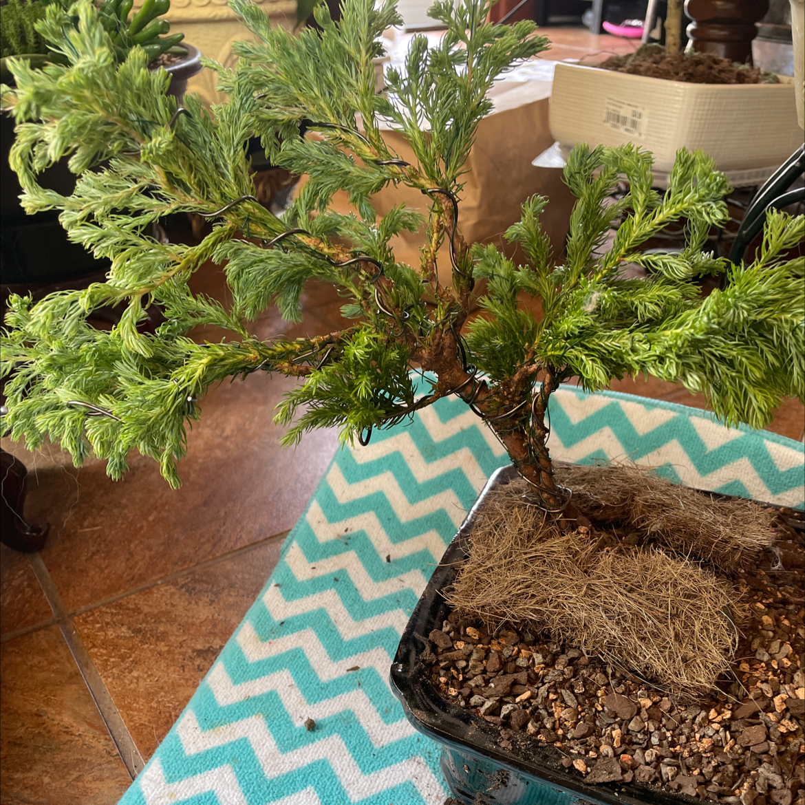 Japanese Cedar plant in a pot with visible soil and vibrant green foliage.