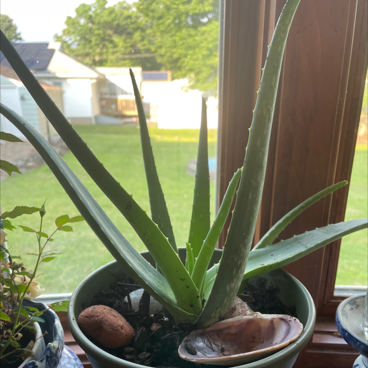 Aloe vera plant photo by @TipswithTiff named Gobi on Greg, the plant care app.