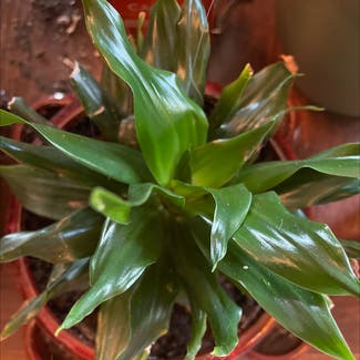 Cornstalk Dracaena plant in Somewhere on Earth