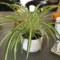 Variegated Spider Plant plant