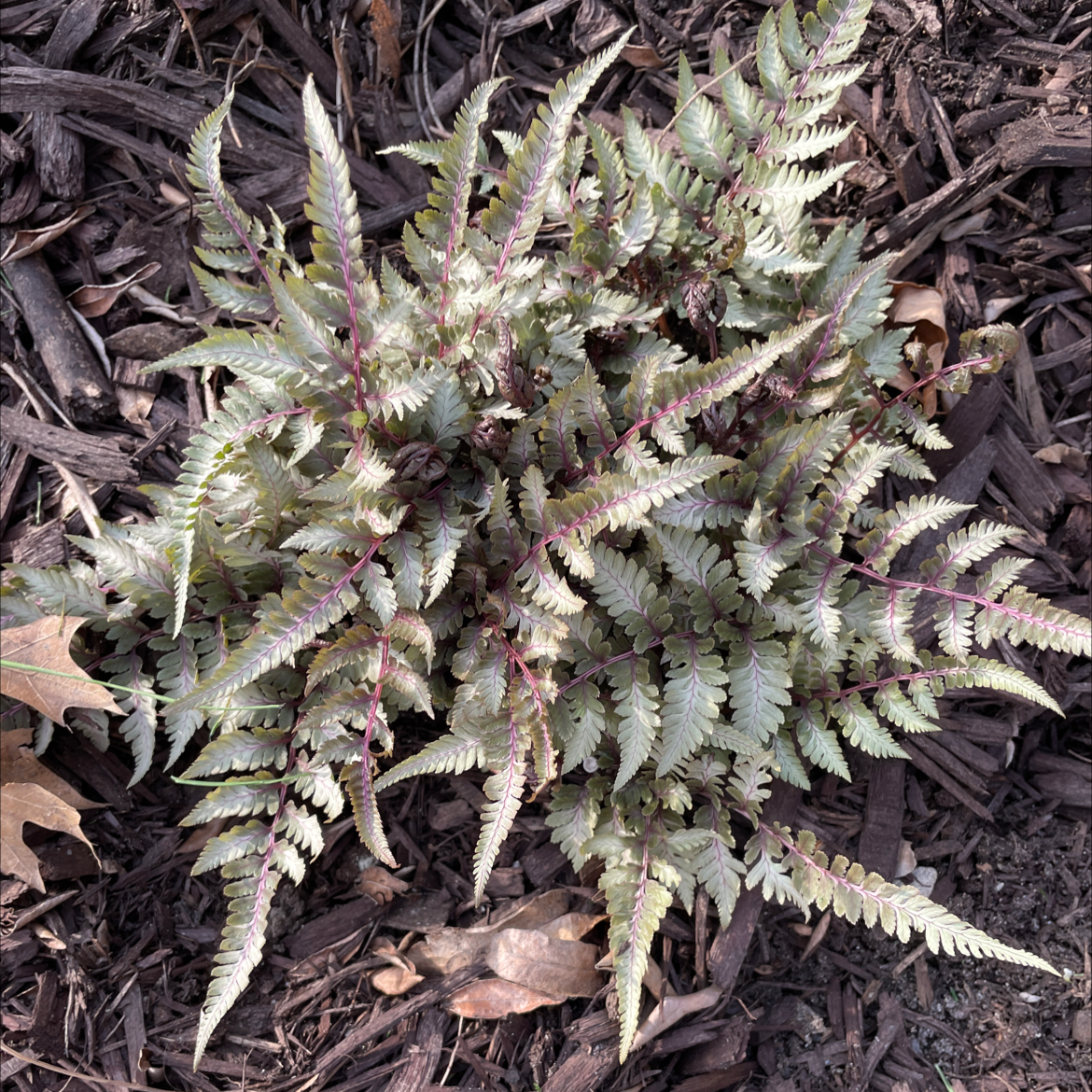 Japanese Painted Fern with silvery-green fronds and purple stems, healthy appearance.