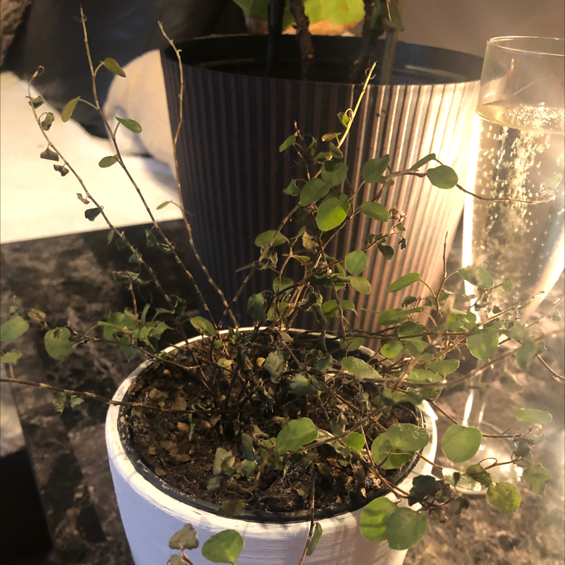 Sprawling Wirevine plant in a white pot with some leaf discoloration and sparse foliage.