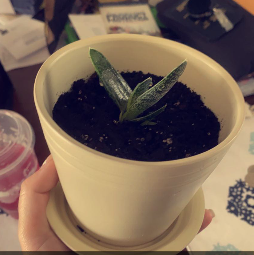 Ox Tongue plant photo by @Maen0193 named Winston on Greg, the plant care app.