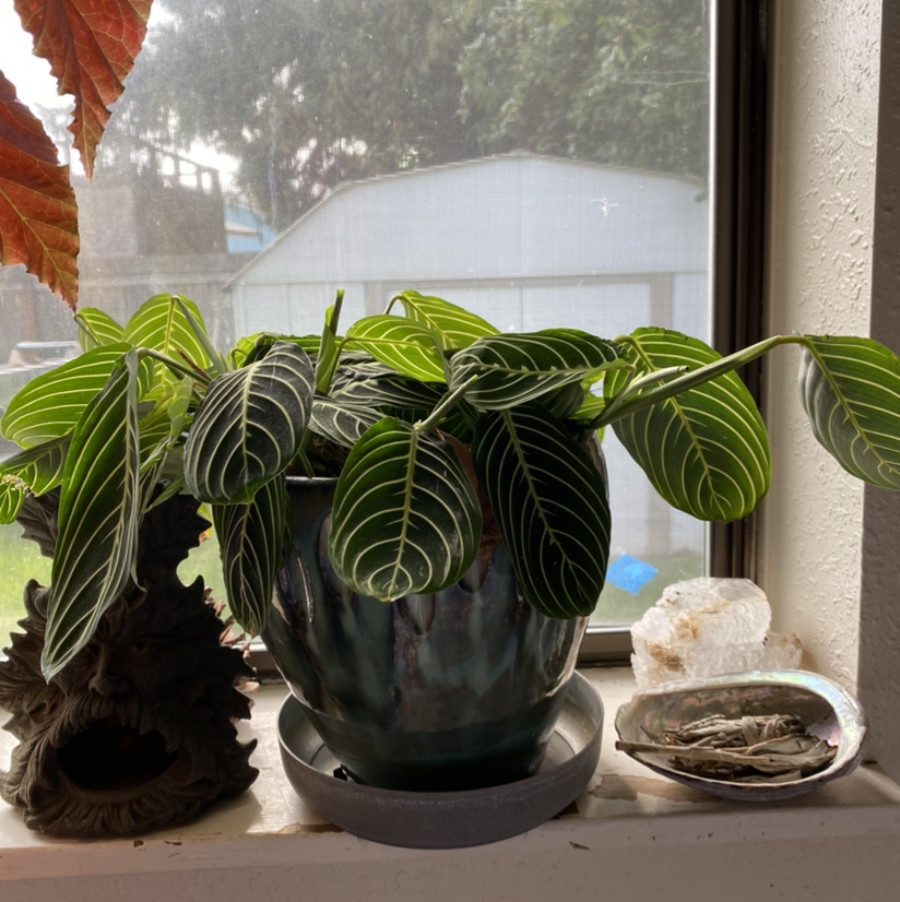 Green Prayer Plant plant photo by Kim named Morgan Treeman on Greg, the plant care app.