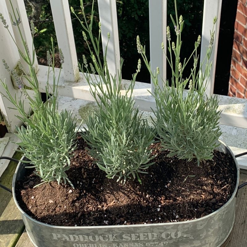 Three healthy English Lavender plants in a metal container with visible soil.