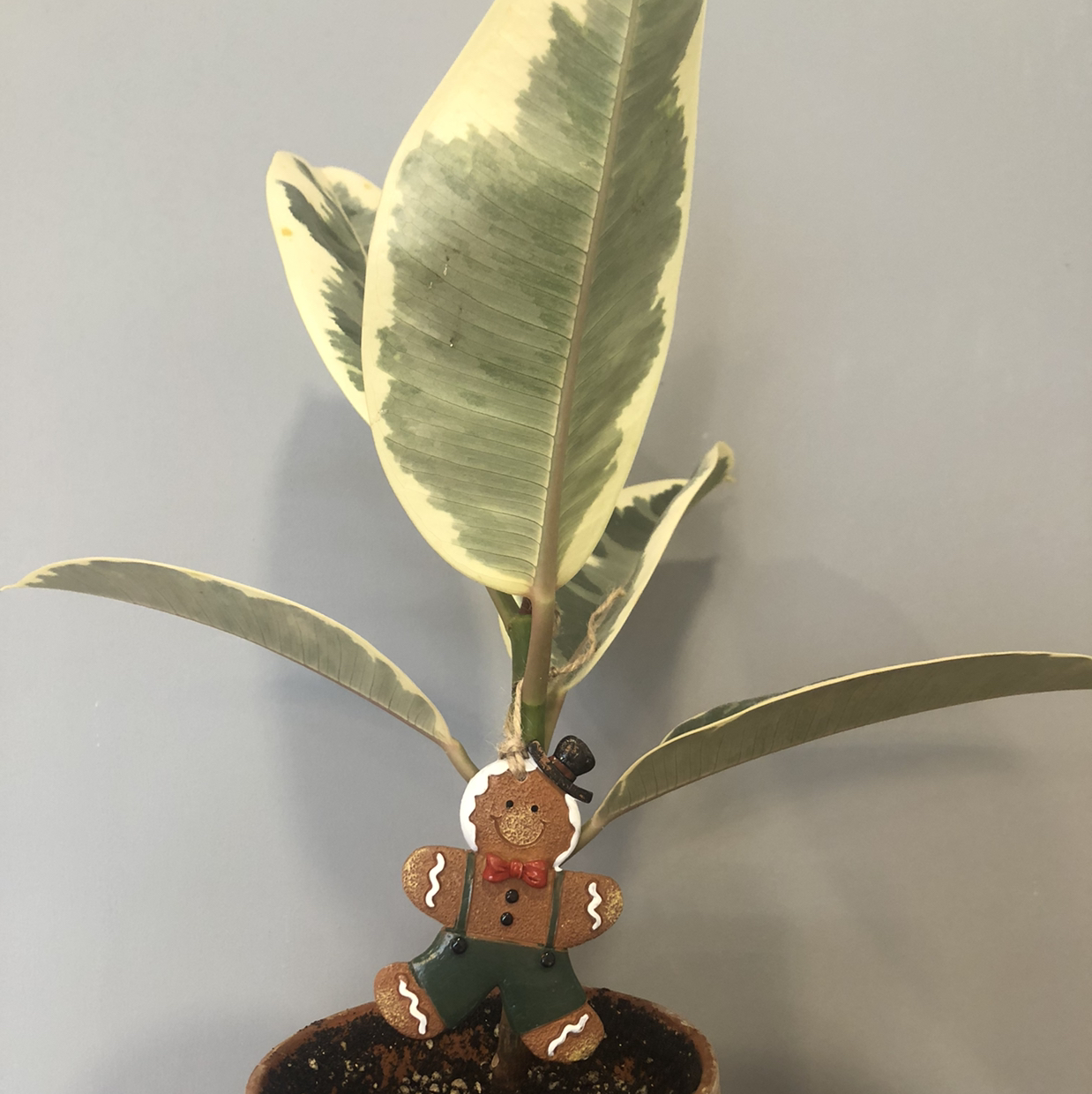Healthy rubber plant with glossy green leaves in a ceramic pot, with a gingerbread man ornament attached.