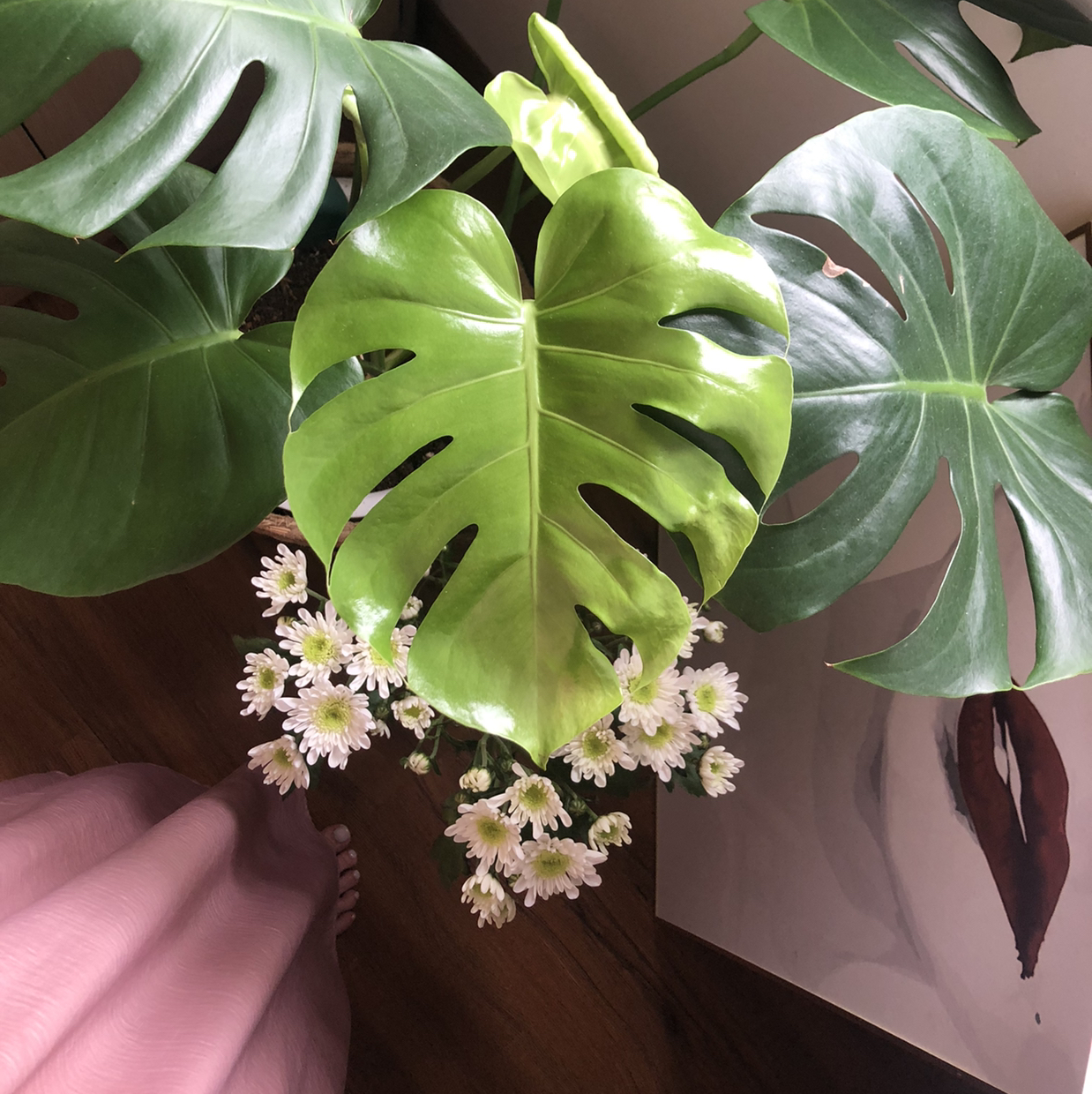 Photo of the plant species Turbinicarpus alonsoi by @greenspirationWUSH named 宝宝 on Greg, the plant care app