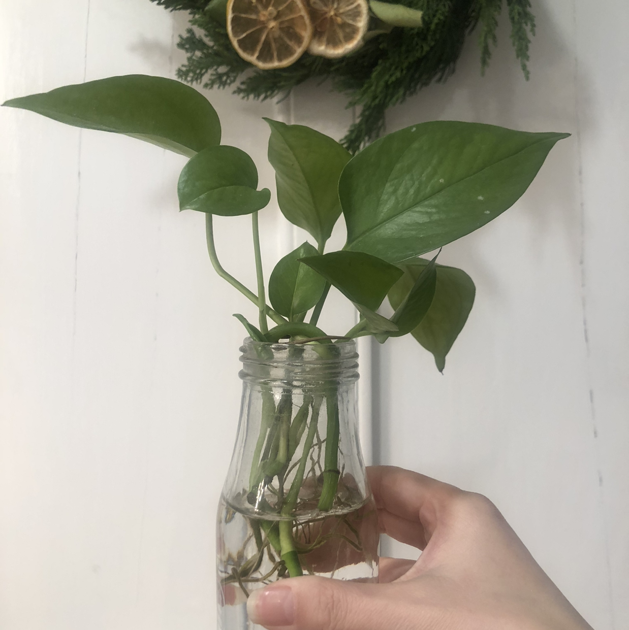 Healthy pothos plant with glossy green leaves in clear glass vase of water, held by hand against white background.