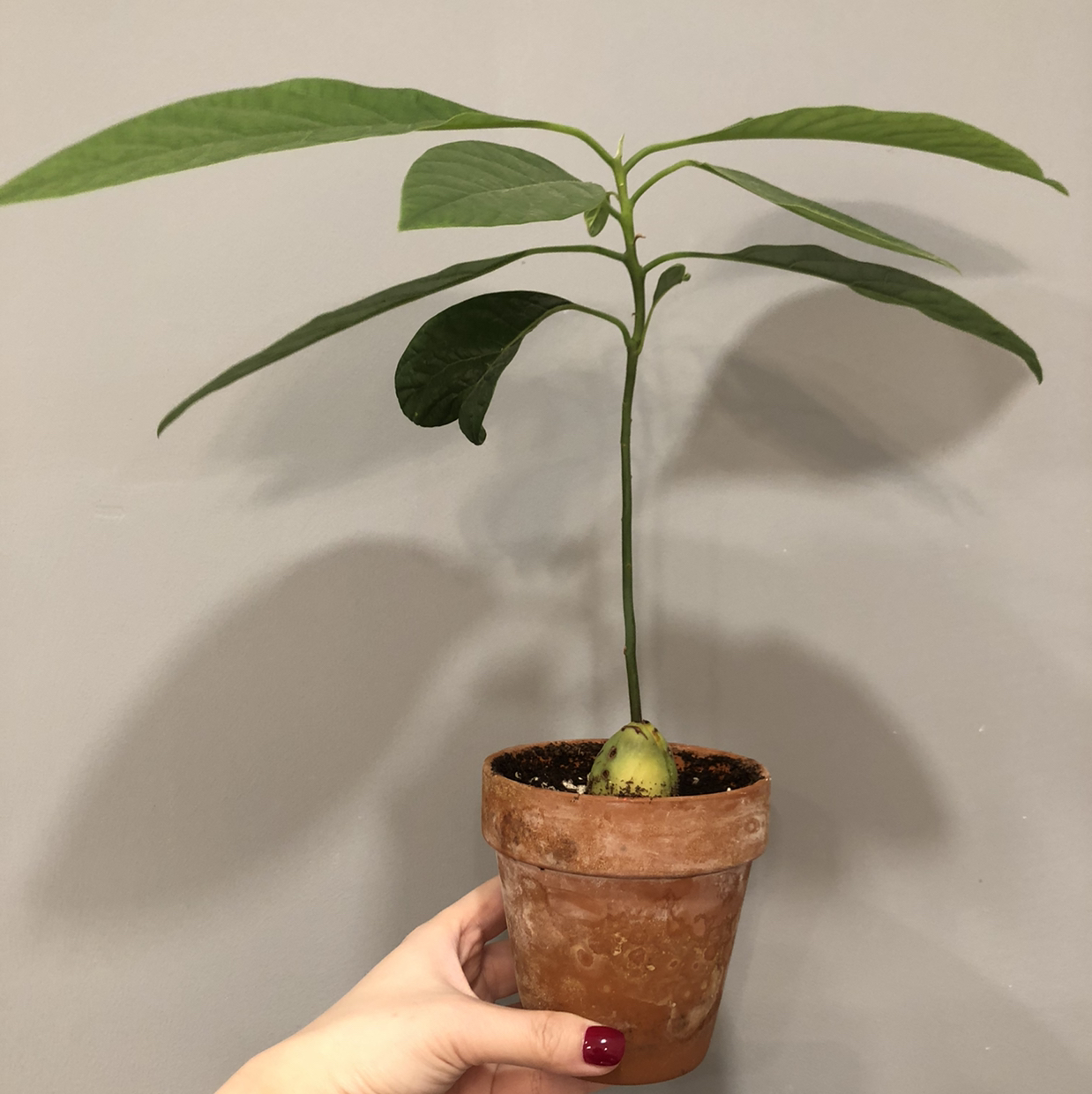 Healthy young avocado seedling with shiny green leaves growing in a small terra cotta pot, held by a human hand against a white background.