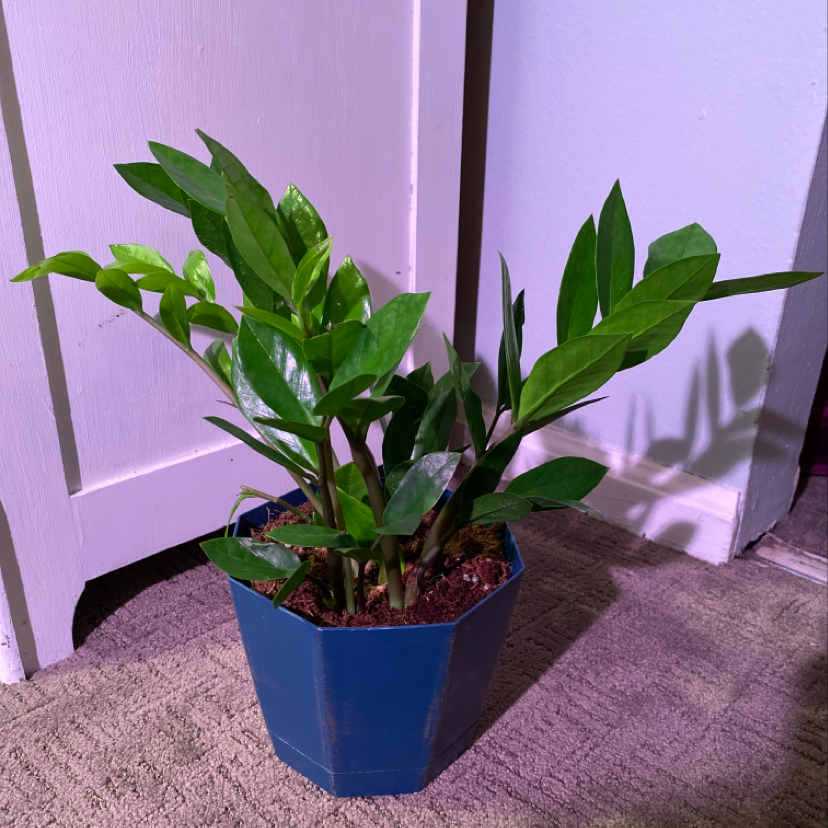 Thriving ZZ plant in blue pot with lush green foliage, no signs of discoloration or disease, well-framed photo against purple background.