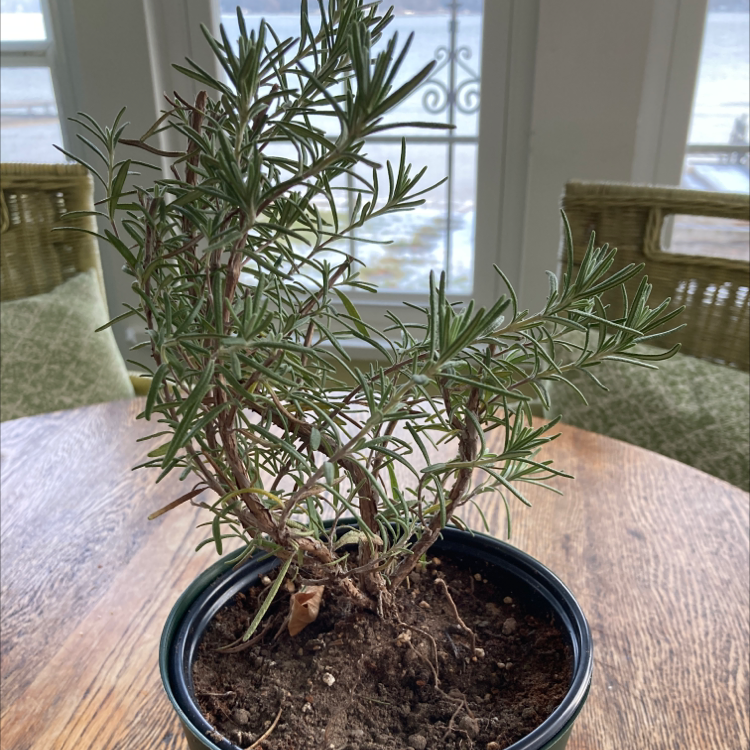 Potted rosemary plant with green needle-like leaves and woody stems on a wooden table indoors.
