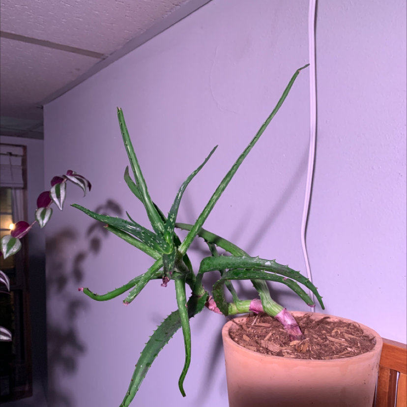 Climbing Aloe plant photo by @CarpeHortus named Arnold on Greg, the plant care app.