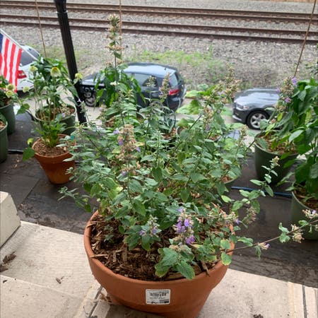 Photo of the plant species Catmint by Deeptouge named Kathrine on Greg, the plant care app