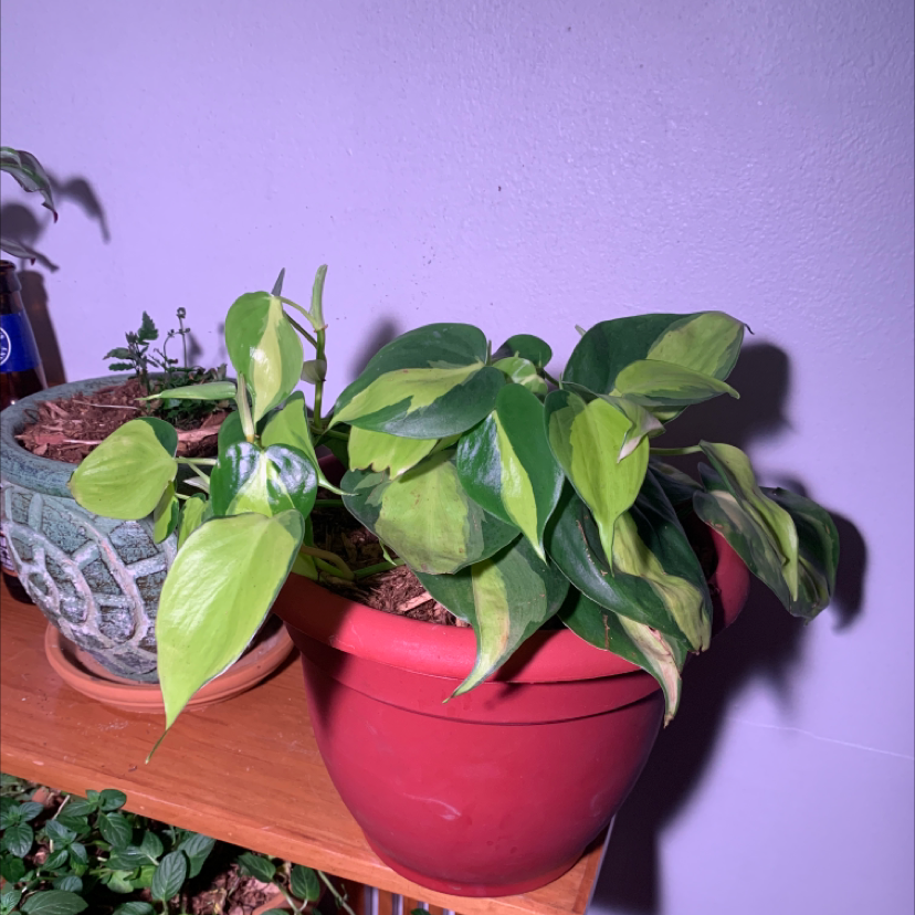 Philodendron Scandens plant photo by @CarpeHortus named Ted on Greg, the plant care app.