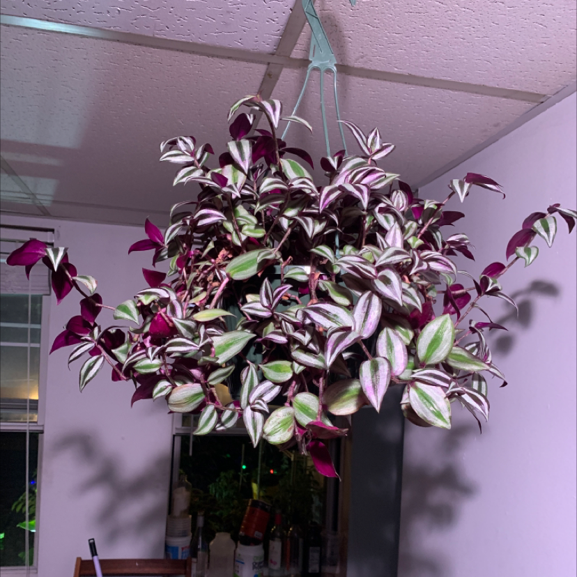 Spiderwort plant photo by @CarpeHortus named Medusa on Greg, the plant care app.