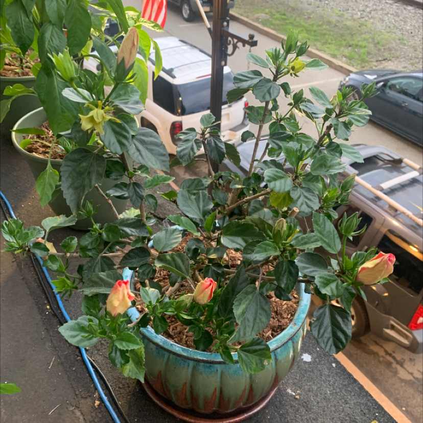 Hibiscus Tree plant photo by @CarpeHortus named Pinky on Greg, the plant care app.