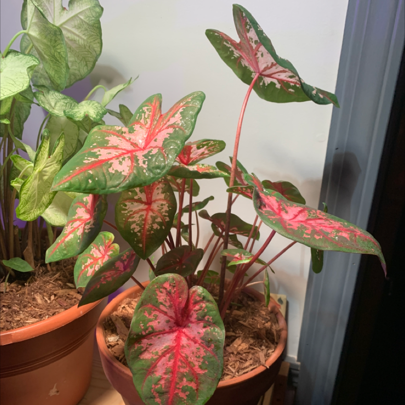 Heart of Jesus plant photo by @CarpeHortus named Caroline on Greg, the plant care app.