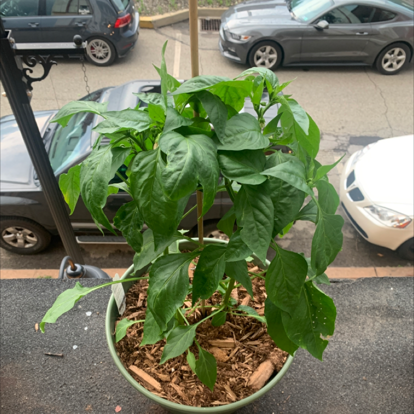 Anaheim Pepper plant photo by @CarpeHortus named Anny #4 on Greg, the plant care app.
