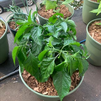 Habanero Pepper plant in Tarentum, Pennsylvania