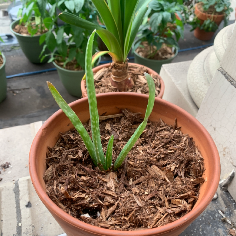 Aloe vera plant photo by @CarpeHortus named Al on Greg, the plant care app.