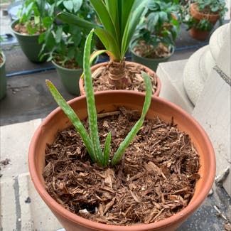 Aloe Vera plant in Tarentum, Pennsylvania