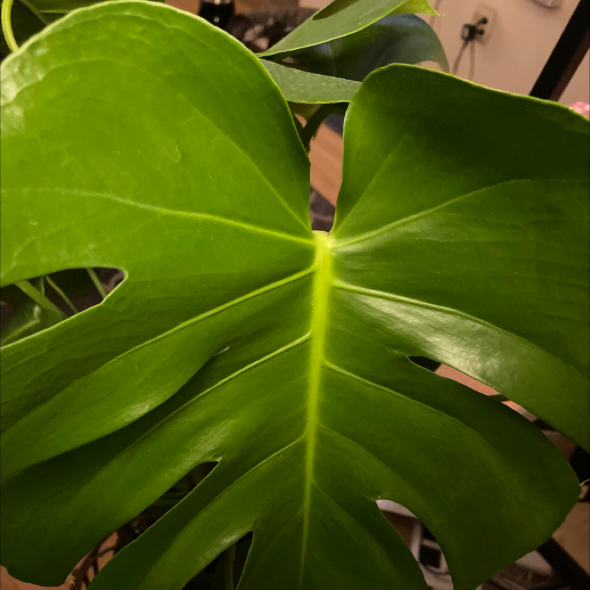 Monstera plant photo by @NursieM named King on Greg, the plant care app.