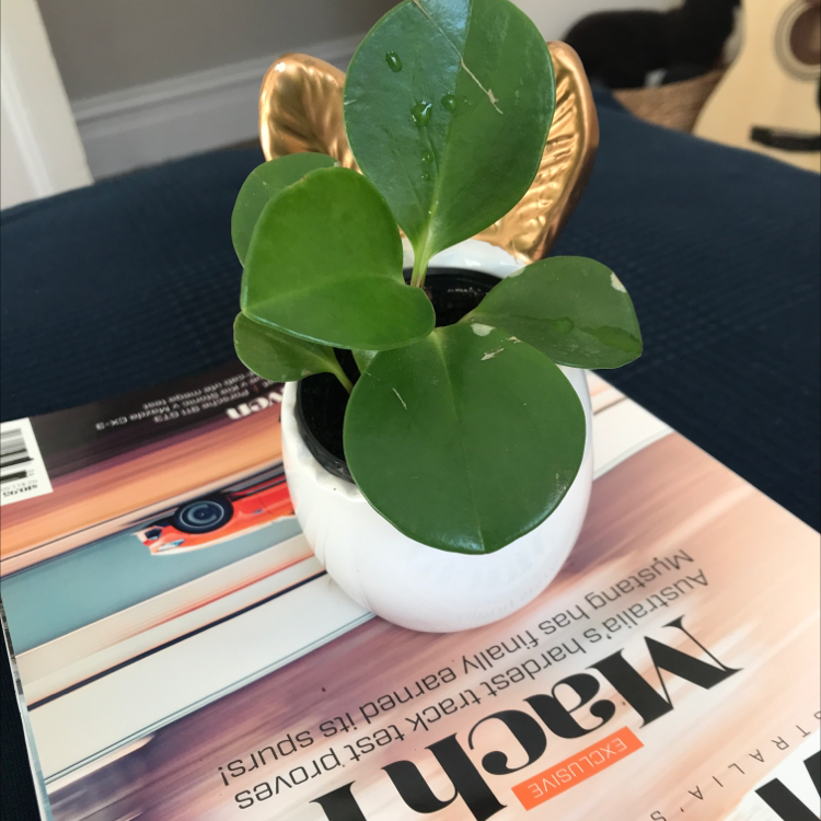 Baby Rubber Plant plant photo by @Torrso named Planty Schumi on Greg, the plant care app.