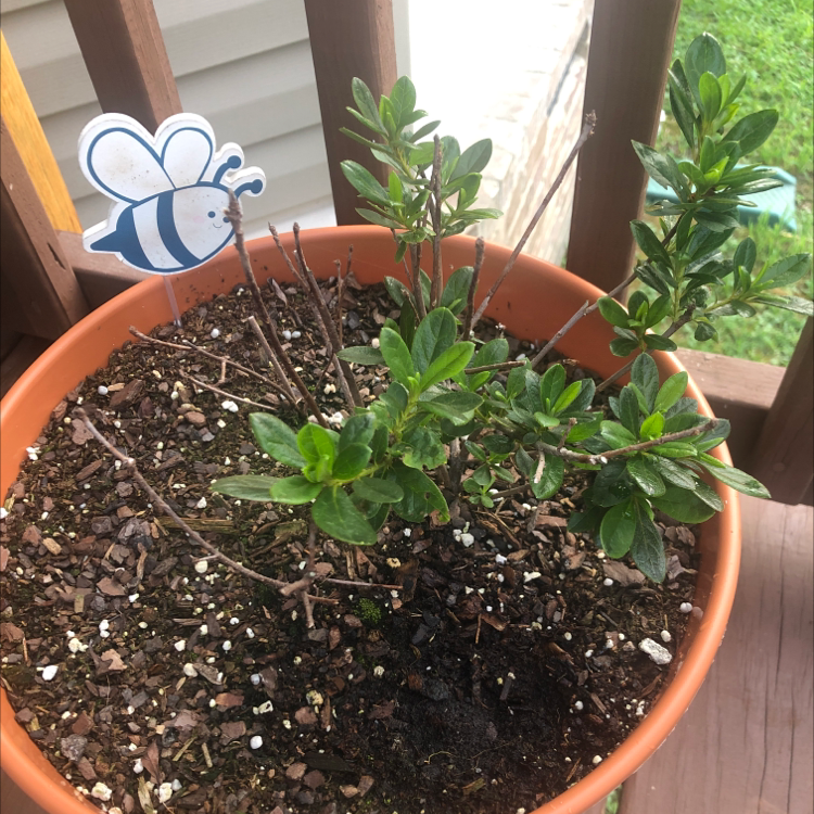 Potted Satsuki plant with green leaves and a decorative bee sign.